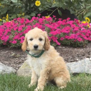 Ally Mini Goldendoodle