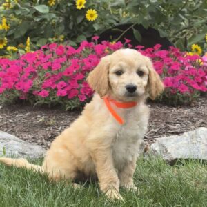 Andy Mini Goldendoodle