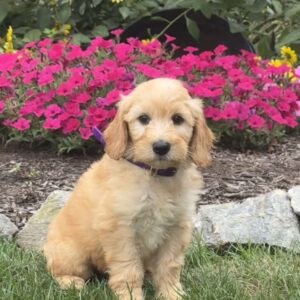 Alvin Mini Goldendoodle