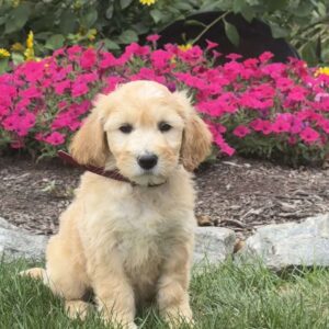 April Mini Goldendoodle