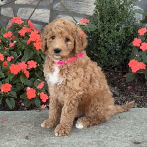 Josie Goldendoodle