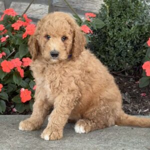 Jax Goldendoodle