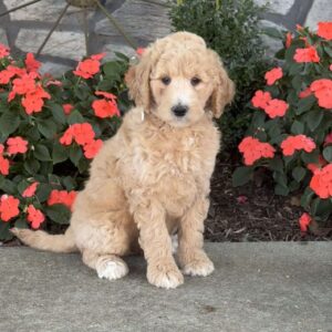 June Goldendoodle