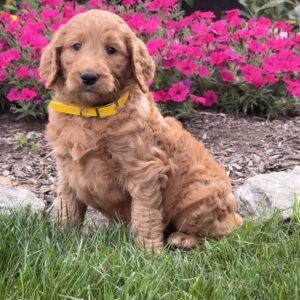 Franny Goldendoodle