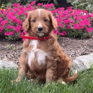 Farah Goldendoodle