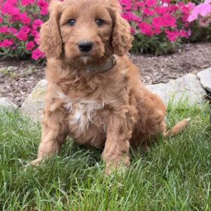Fiona Goldendoodle