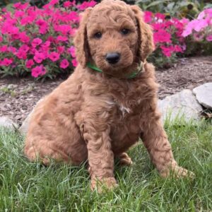 Fido Goldendoodle