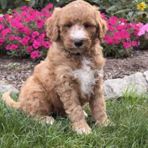 Frankie Goldendoodle