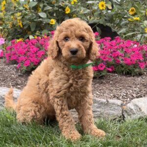 Joy Goldendoodle