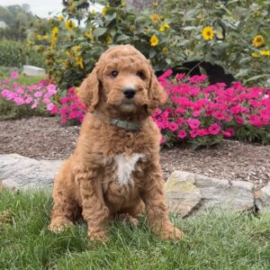 Jasper Goldendoodle