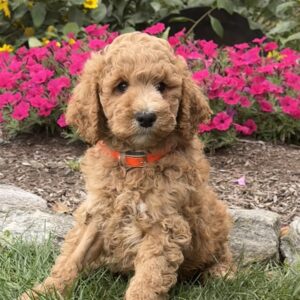 Joey Goldendoodle