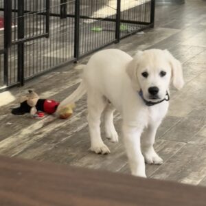 Twiggy Golden Retriever