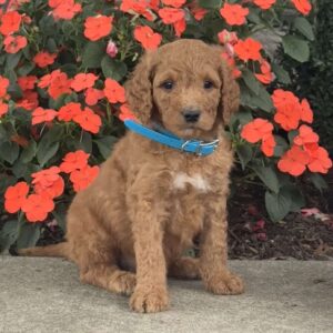 Max Mini Goldendoodle