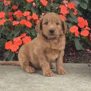 Mater Mini Goldendoodle