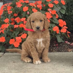 Millie Mini Goldendoodle