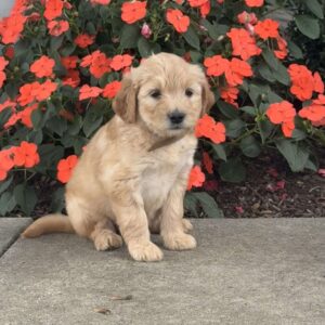Missy Mini Goldendoodle