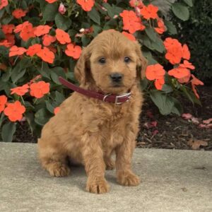 Marcy Mini Goldendoodle