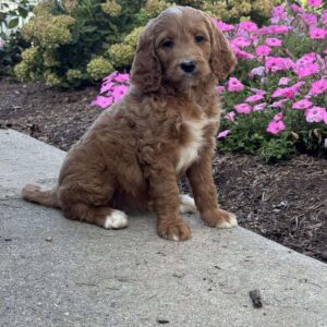 Kitty Goldendoodle