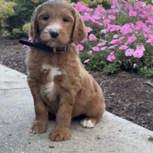 Katie Goldendoodle