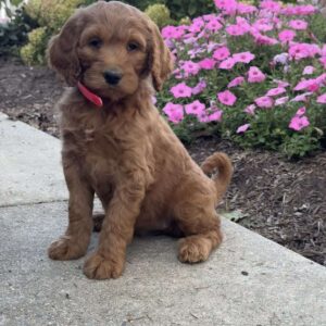Kelsey Goldendoodle