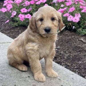 Kane Goldendoodle