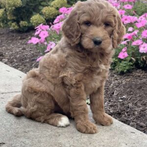 Karen Goldendoodle