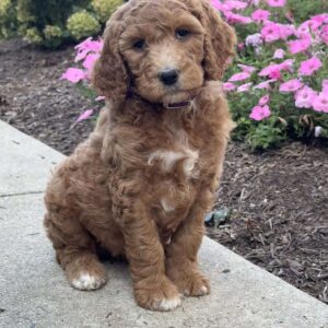 Kimmy Goldendoodle