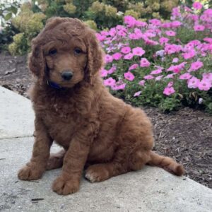 King Goldendoodle