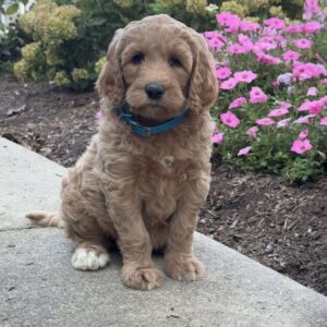 Krista Goldendoodle