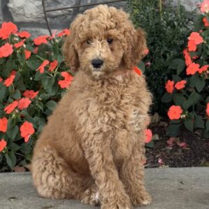 Joey Goldendoodle