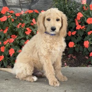 Axel Mini Goldendoodle