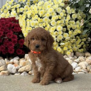 Scooby Mini Goldendoodle