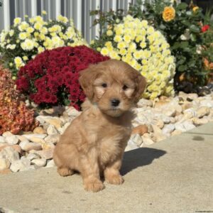 Snoopy Mini Goldendoodle