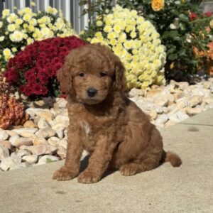 Scooter Mini Goldendoodle