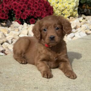 Sally Mini Goldendoodle