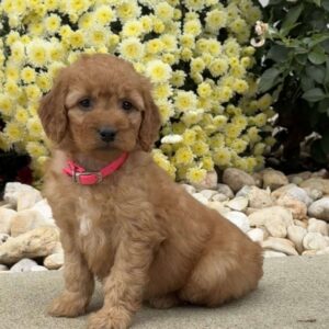 Sophie Mini Goldendoodle