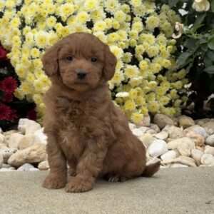 Spike Mini Goldendoodle