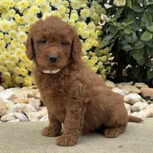Sugar Mini Goldendoodle