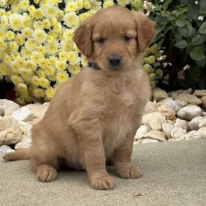 Storm Mini Goldendoodle