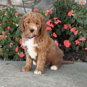 Jack Mini Goldendoodle