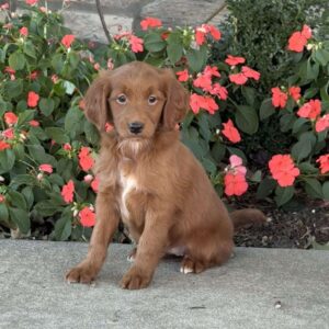 Jill Mini Goldendoodle