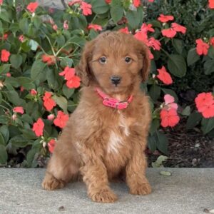 Josie Mini Goldendoodle
