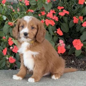 Johnny Mini Goldendoodle