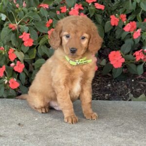 Jimmy Mini Goldendoodle