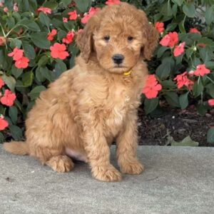 Joey Mini Goldendoodle