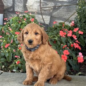 Mater Mini Goldendoodle