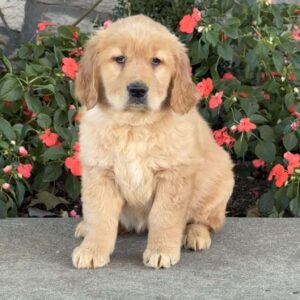 Rita Golden Retriever