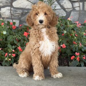 Frankie Goldendoodle