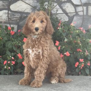 Fiona Goldendoodle