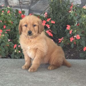 Tessa Golden Retriever